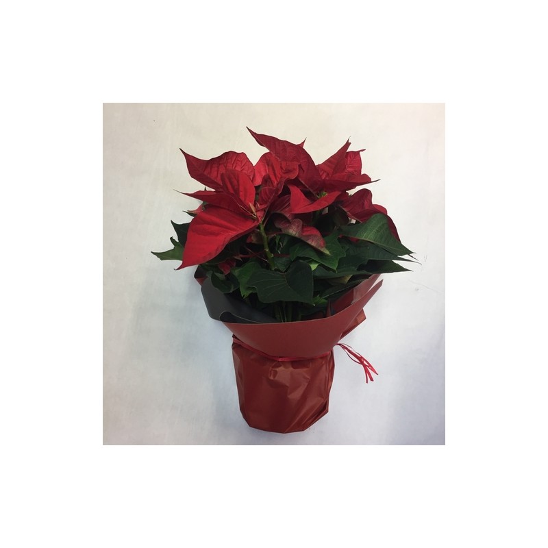 Poinsettia