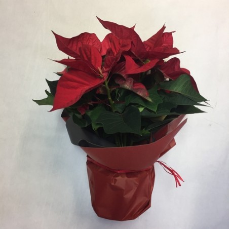 Poinsettia