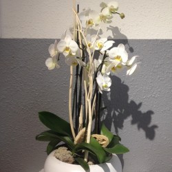 Coupe d'orchidee