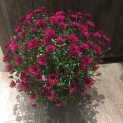 Chrysantheme violet