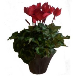 Cyclamen rouge