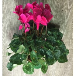 Cyclamen rose