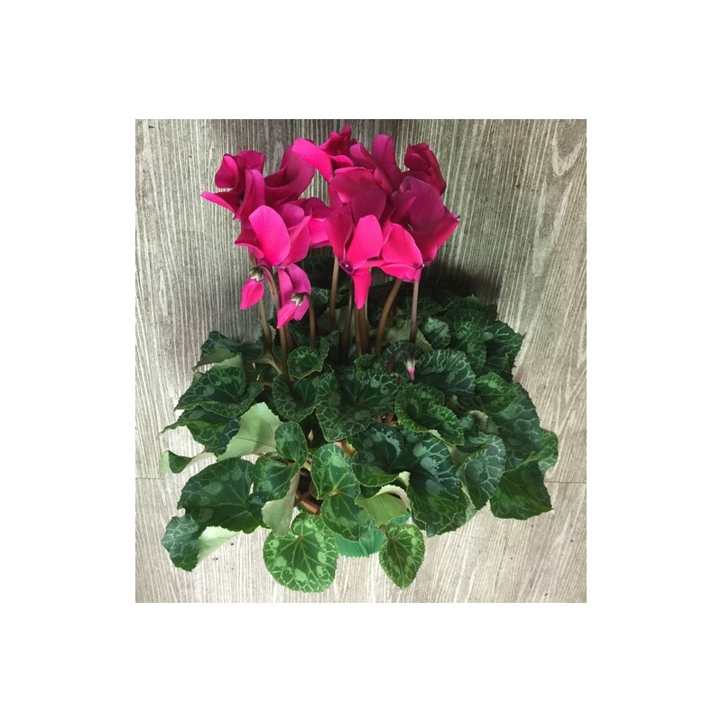 Cyclamen rose