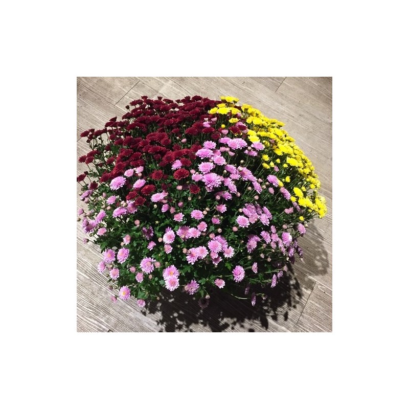 Chrysantheme multicolore