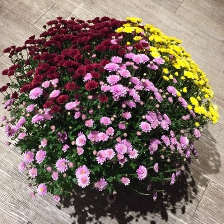 Chrysantheme multicolore