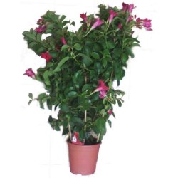 Dipladenia