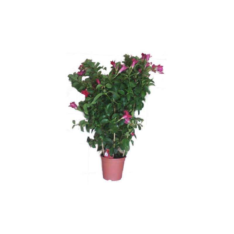 Dipladenia