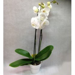Orchidee Phalaenopsis blanche