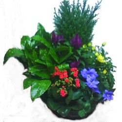 Grande coupe de plantes