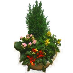 Petite coupe de plantes