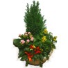 Petite coupe de plantes