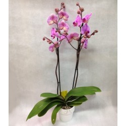 Orchidee Phalaenopsis rose