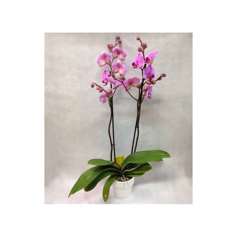 Orchidee Phalaenopsis rose