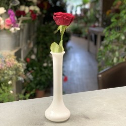 Rose rouge dans soliflore