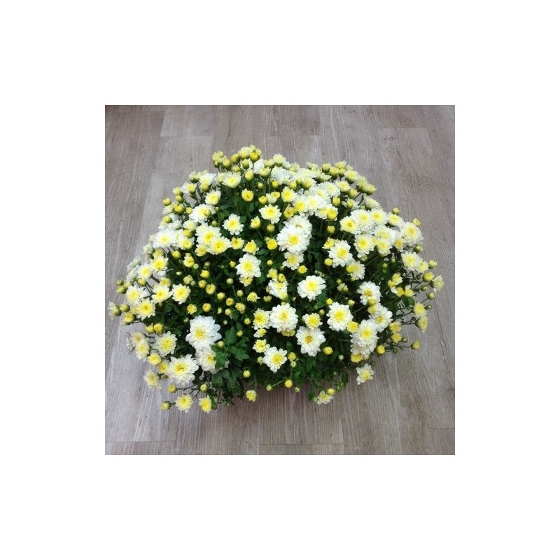 Chrysantheme blanc