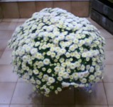 Des fleurs pour la Toussaint