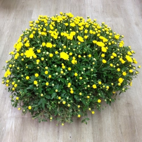 Des fleurs pour la Toussaint